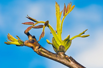 Jung sprout of a common walnut (Juglans regia).