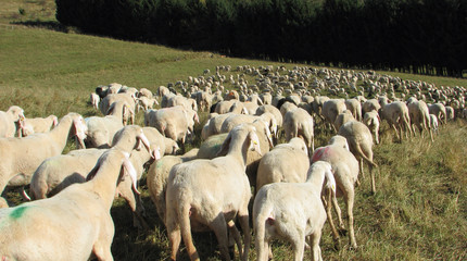 sheep with long white fleece grazing on mountain meadows