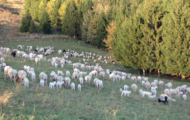 flock with sheep with white fleece grazing on mountain meadows