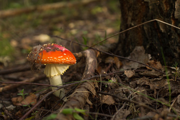 red and orange forest amanita closeup, dry leaves and plants