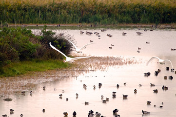 An example of wetland with high diversity and concentration of wintering bird species (Italy, Isola della Cona).
