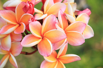 Closeup of plumeria flowers