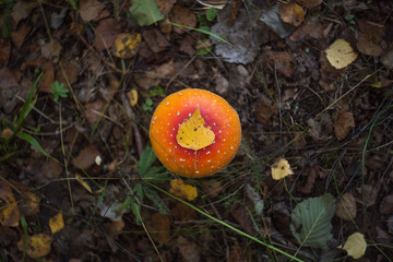 red and orange forest amanita in grass, dry leaves and plants with birch leaf on the pileus