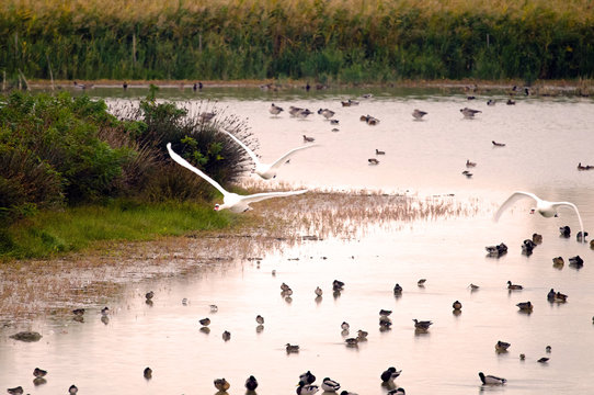 An example of wetland with high diversity and concentration of wintering bird species (Italy, Isola della Cona).