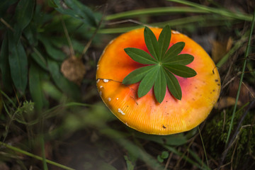 Orange forest amanita in grass closeup, dry leaves and plants