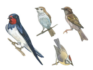 Watercolor set of bird