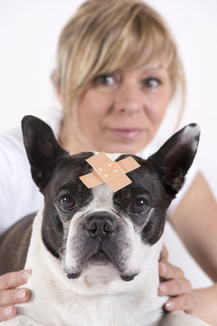 Boston Terrier mit Wundverband beim Tierarzt