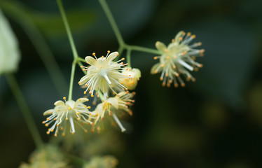 flowers blossoming tree linden tree, spring