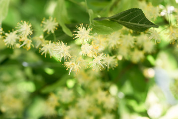 flowers blossoming tree linden tree, spring
