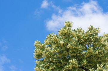 flowers blossoming tree linden tree, spring