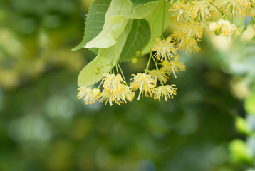flowers blossoming tree linden tree, spring
