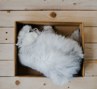White cat rests in a box