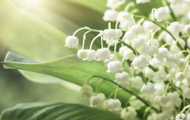 Flower lily of the valley, closeup, spring
