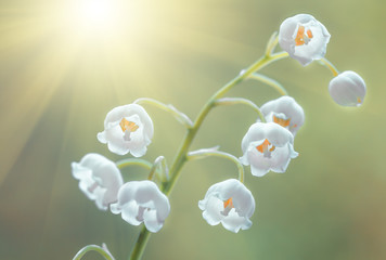 Flower lily of the valley, closeup, spring
