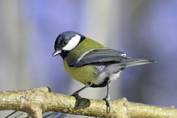 Fototapeta premium Great tit on pine branch. 