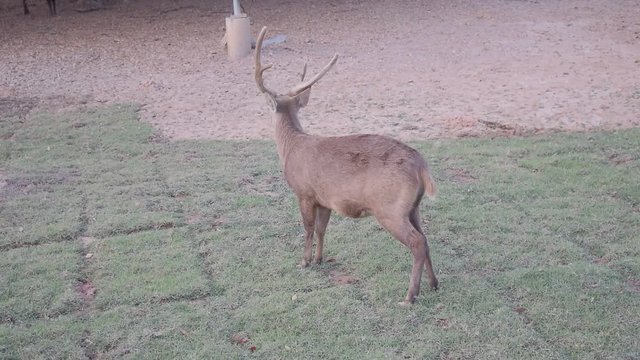 Behavior of deer in the zoo