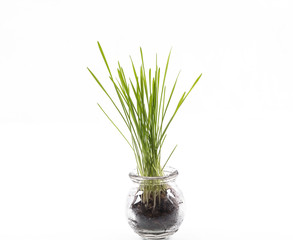 sprouted stems,young green wheat sprouts in a glass container