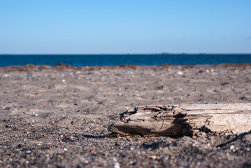 Baum am Strand
