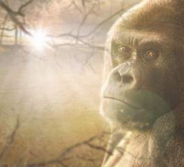 Profile portrait of a silvery back gorilla at dusk © brunogm