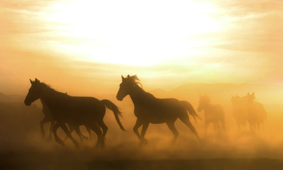 Running horse and evening view
