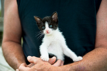 Fototapeta na wymiar Kitten in a man's arms