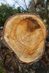 Tree stump with round cut
