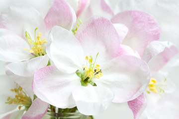 Floral wallpaper. Bouquet of spring flowers in blossom	