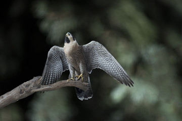 Peregrine Falcon (Falco peregrinus) Hunting in Takeoff Mode Composite
