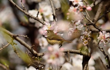 Small bird phylloscopus amidst almond tree in full bloom