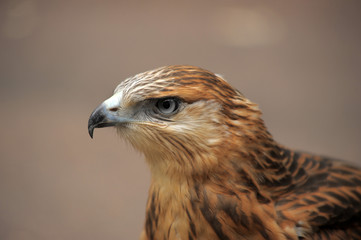 Close up shot of a hawk.