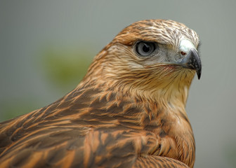 Close up shot of a hawk.