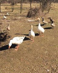 Obraz premium Gruppo di Oche