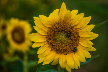 Sunflowers