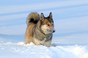 The West Siberian Laika. Cautious hunting dog