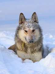 The West Siberian Laika. Portrait of a hunting dog in the snow