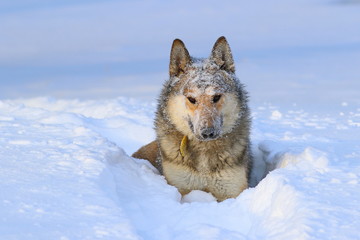 The West Siberian Laika. Hunting dog closeup of snow