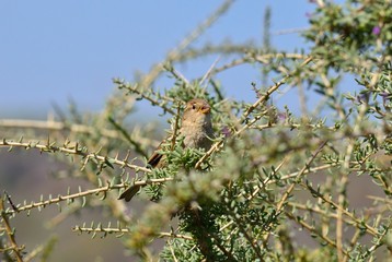 Young bird perched on bush branches, spanish sparrow

