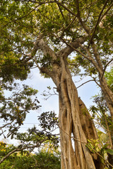 Trunk of a choke fig in an animal park