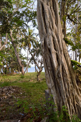 Fototapeta premium Trunk of a strangler fig in a park