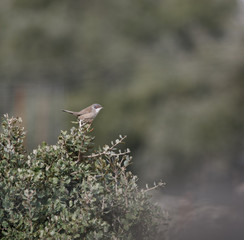 Sylvia atricapilla perched on a branch