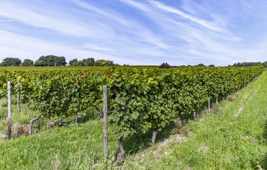 Fototapeta na wymiar beautiful grapes in the vineyard