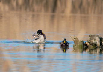 lavarsi un p&ograve;