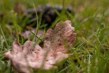 Close up of wet leaf on the floor
