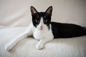 Black and white tuxedo cat 