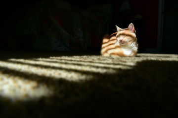 Ginger cat in a sunbeam