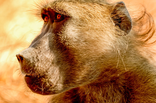 Babbon in Namib