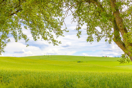 
Green wheat field with tree branches