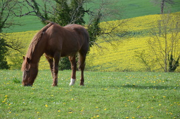 Cheval dans son champ de colza