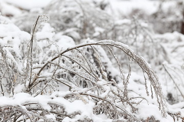 Icy blade of grass covered with ice. Ice Storm, rain.