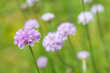 Flower Armeria